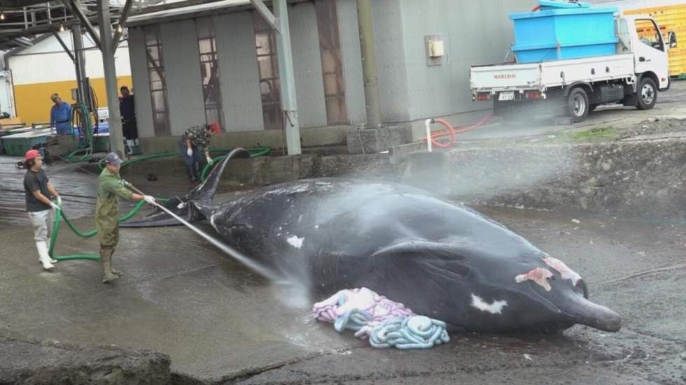 Tokyo pourrait légaliser la pêche à la baleine commerciale