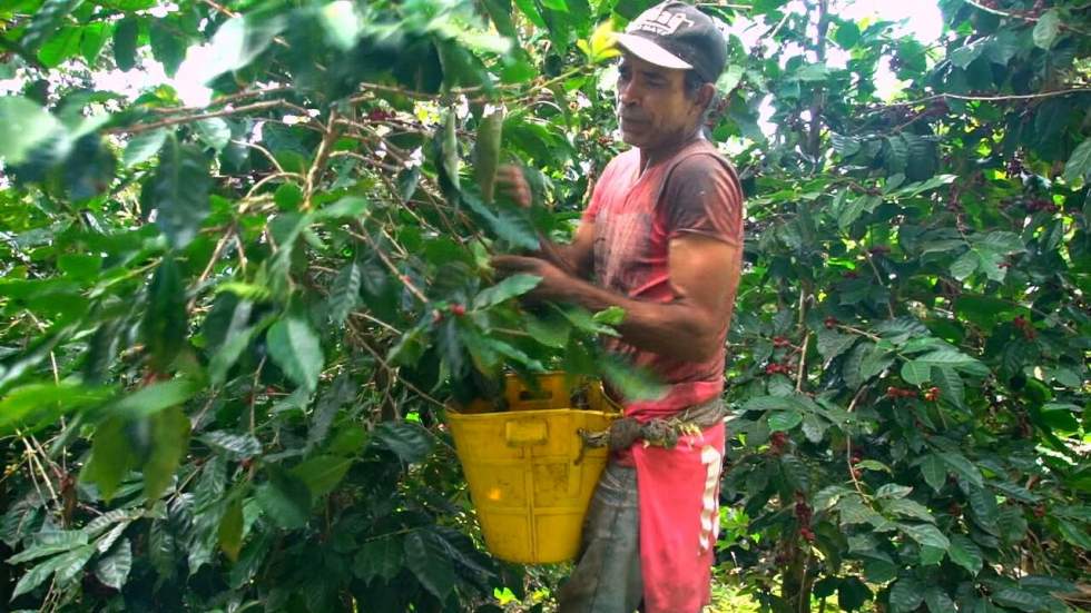 En Colombie, les forçats du café