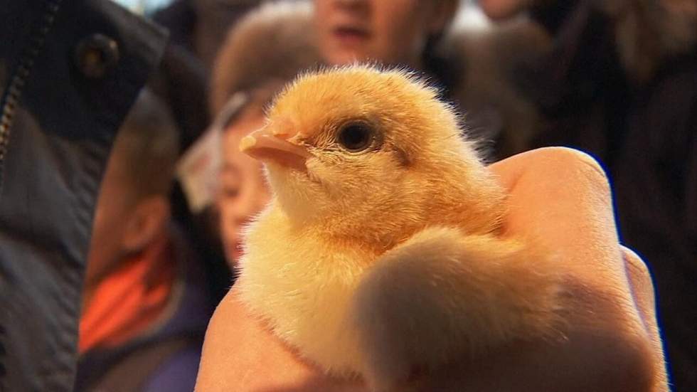 Salon de l'agriculture : quand Paris devient la plus grande ferme de France