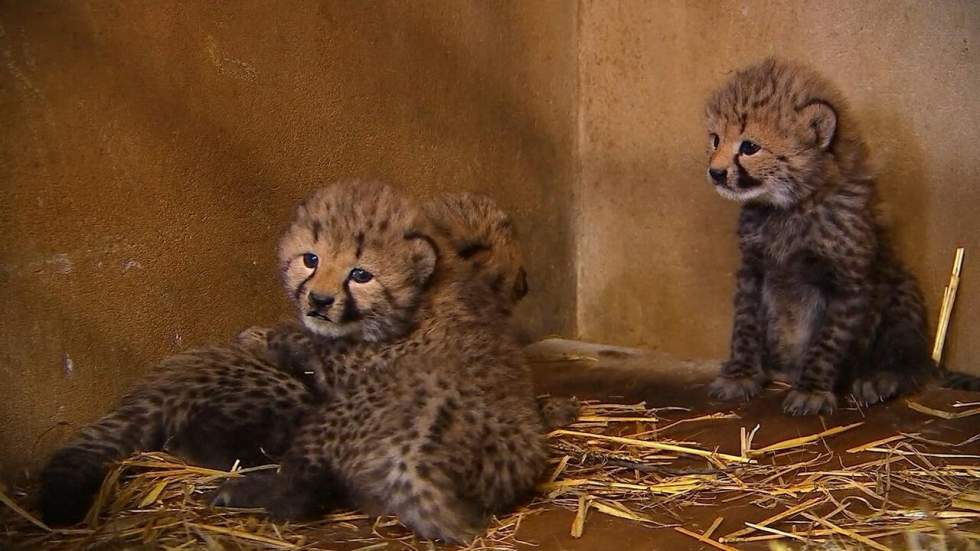 Le Safari de Peaugres, un coin de savane au cœur de l'Ardèche