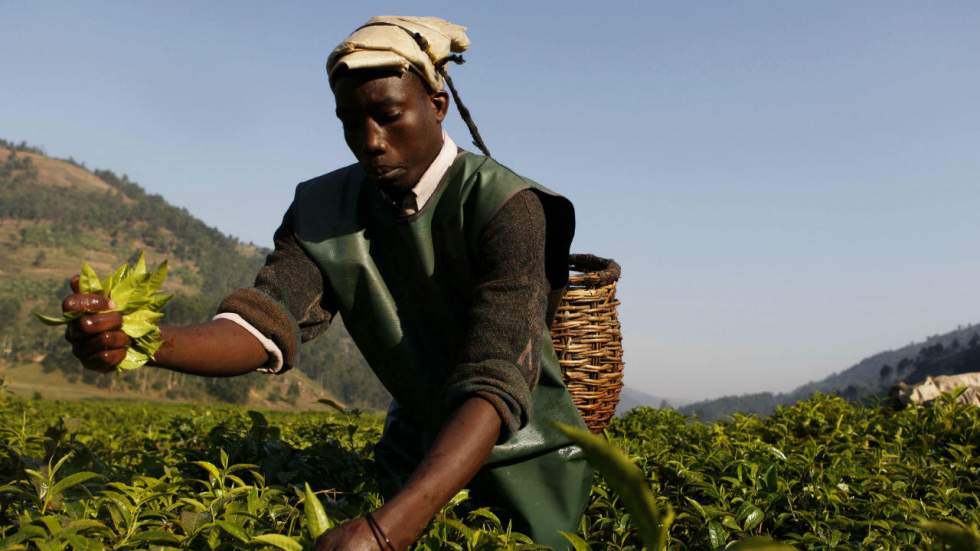 Au Rwanda, un "miracle" économique terni par l’insécurité alimentaire