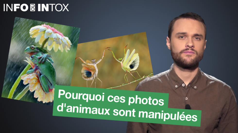 Des photos d'animaux mises en scène pour vous tromper