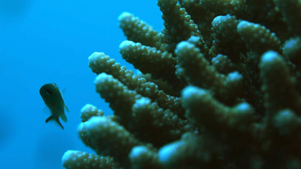 Climat : le corail de la mer Rouge, résistant au réchauffement