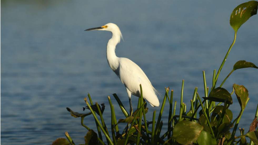 La destruction de la biodiversité menace l'Homme autant que le climat