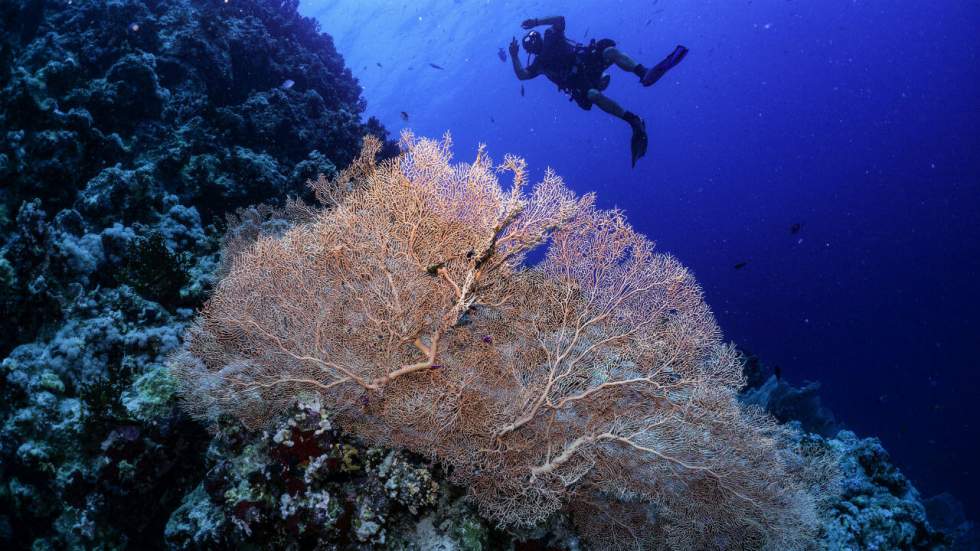 Rapport sur la biodiversité : un million d'espèces menacées, mais des solutions existent