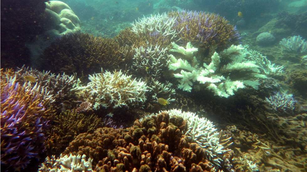 La France veut étendre les aires maritimes protégées pour préserver la faune et la flore