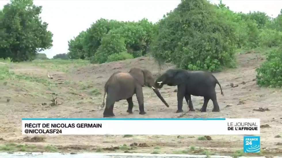 La chasse à l'éléphant de nouveau autorisée au Botswana