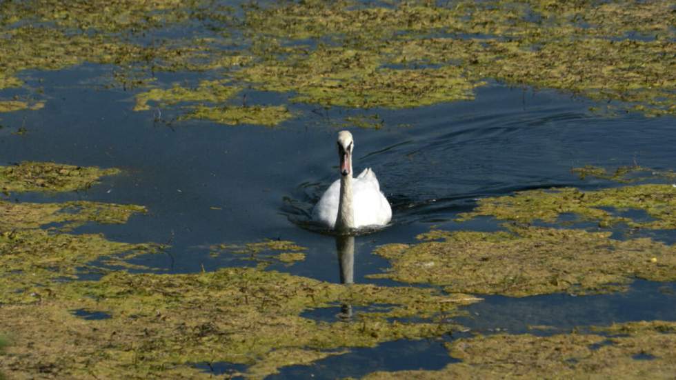 Des antibiotiques présents dans les rivières de 72 pays