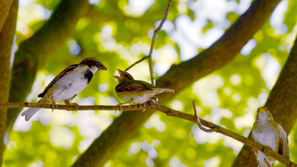 En Île-de-France, la nature plus fragile que sur le reste du territoire