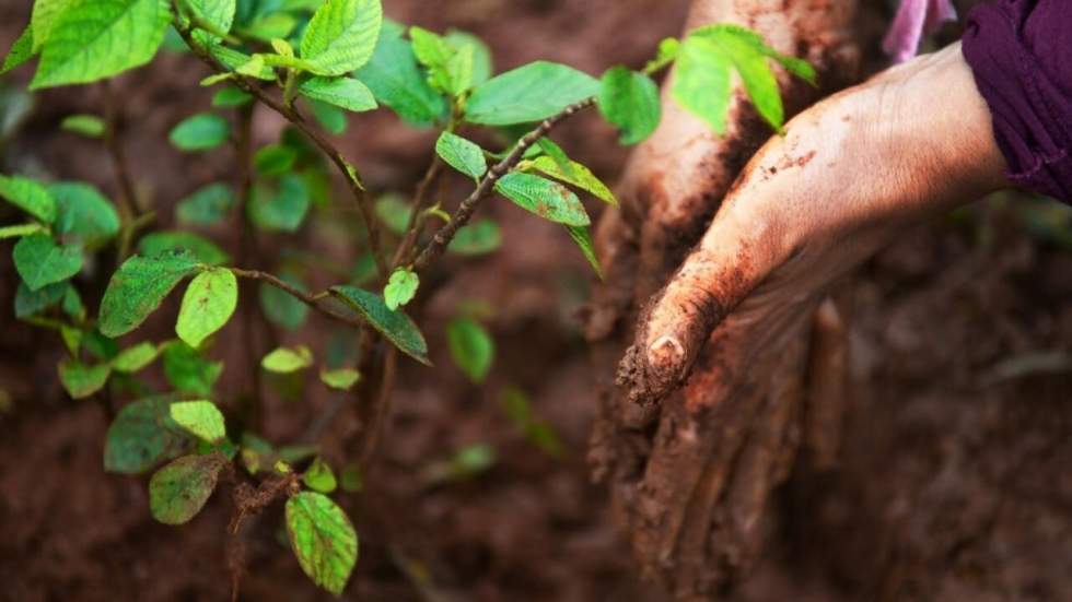 Planter quatre milliards d’arbres en Éthiopie, des paroles ou des actes ?