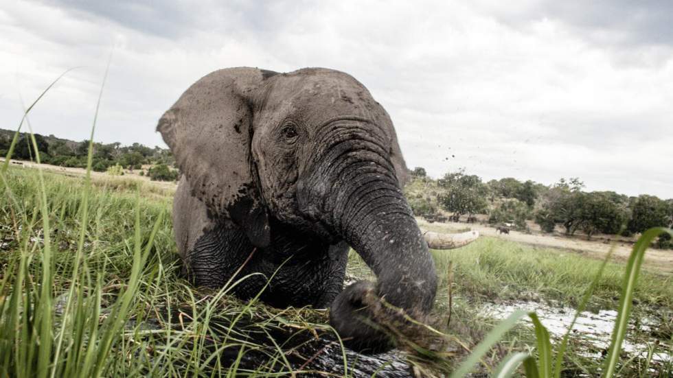 Conférence de la Cites : mobilisation contre l'extinction "sans précédent" des espèces