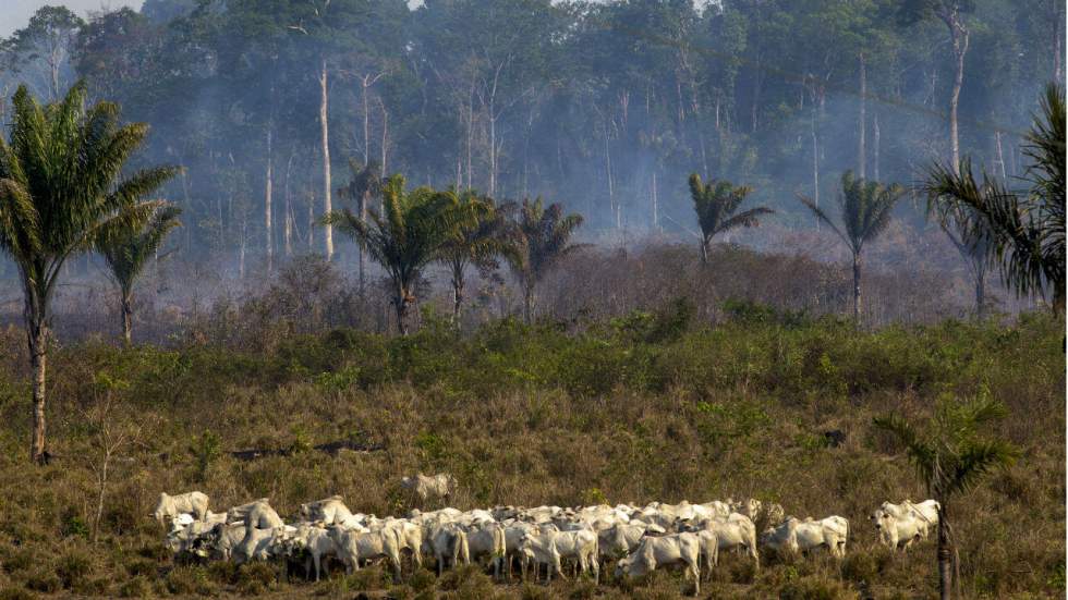 Biodiversité, océan de verdure, "puits de CO2"... pourquoi il faut sauver l'Amazonie