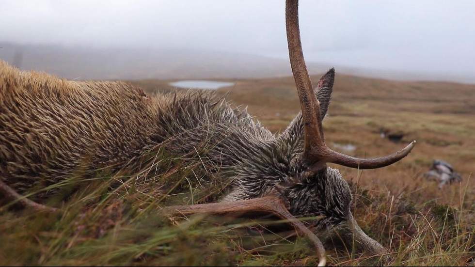 Écosse : la chasse aux cerfs pour relancer économie et écosystèmes ?