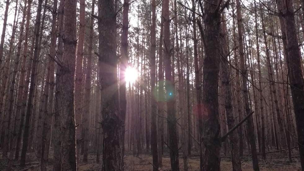 Forêt allemande : la crise du siècle