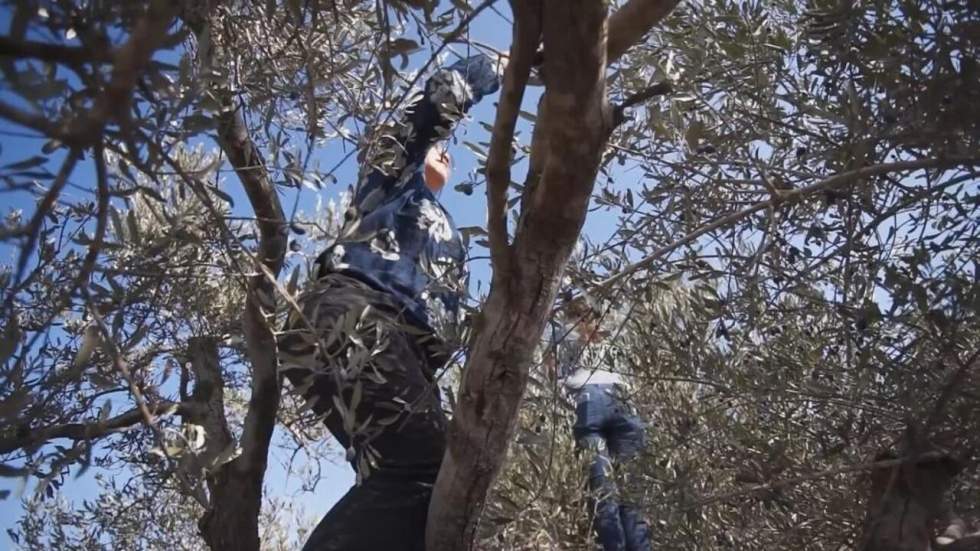 Malgré les attaques de colons, des Israéliens et Palestiniens unis pour la récolte des olives