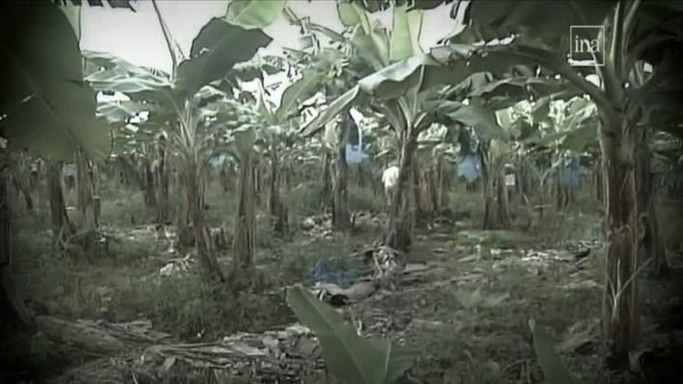 L'État français, "premier responsable" de la pollution au chlordécone dans les Antilles