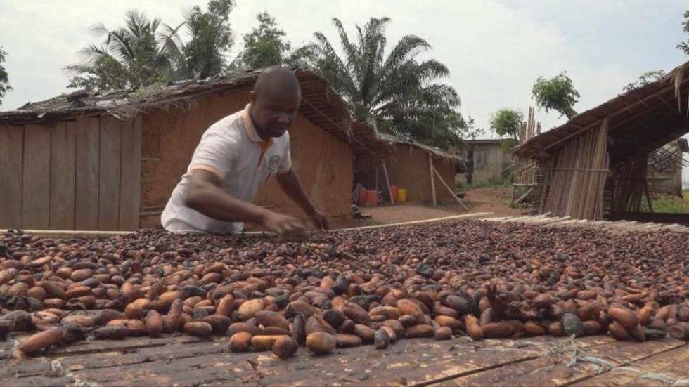 Côte d'Ivoire : la culture du cacao menacée par la déforestation