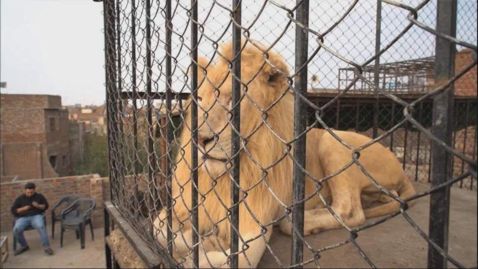 Comme un lion en cage : au Pakistan, la mode des grands félins "domestiques"