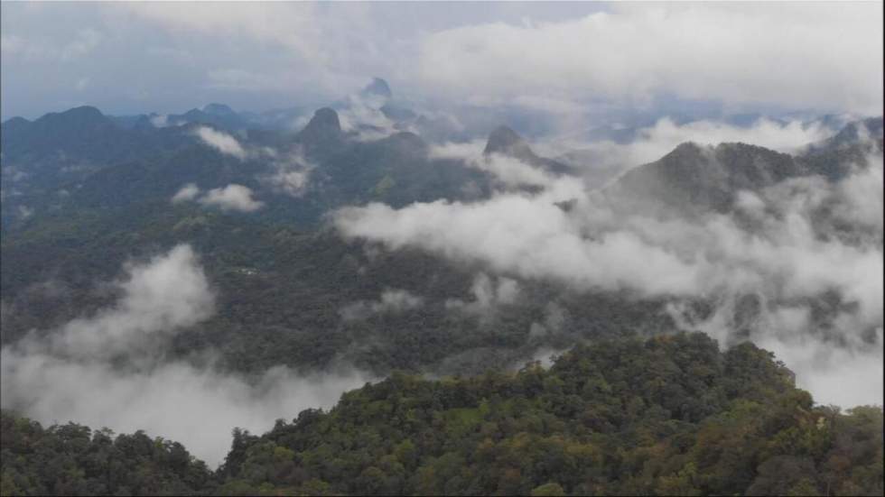 La forêt primaire de Sao Tomé, un joyau de biodiversité à préserver La forêt primaire de Sao Tomé, un joyau de biodiversité à préserver