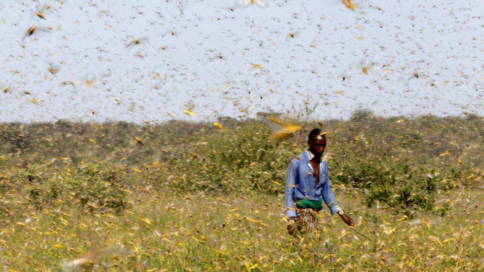 Après la Somalie, le Kenya et l'Éthiopie, les criquets s'attaquent au Soudan du Sud