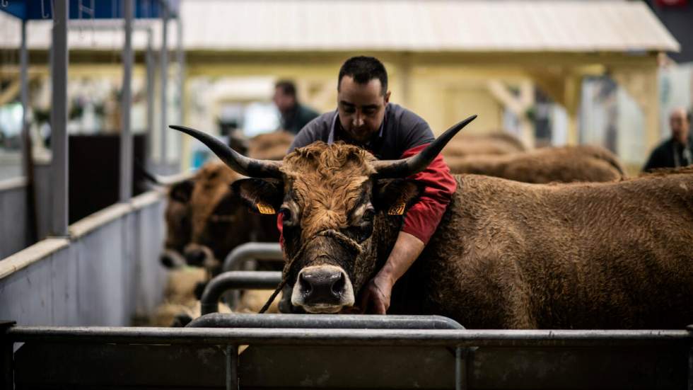 Animaux, visiteurs, tonnes de fumier... Le Salon international de l'agriculture en cinq chiffres