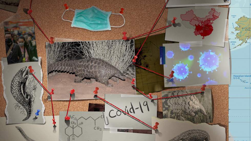 Coronavirus : pangolin, chauve-souris... le mystère de l’animal hôte demeure