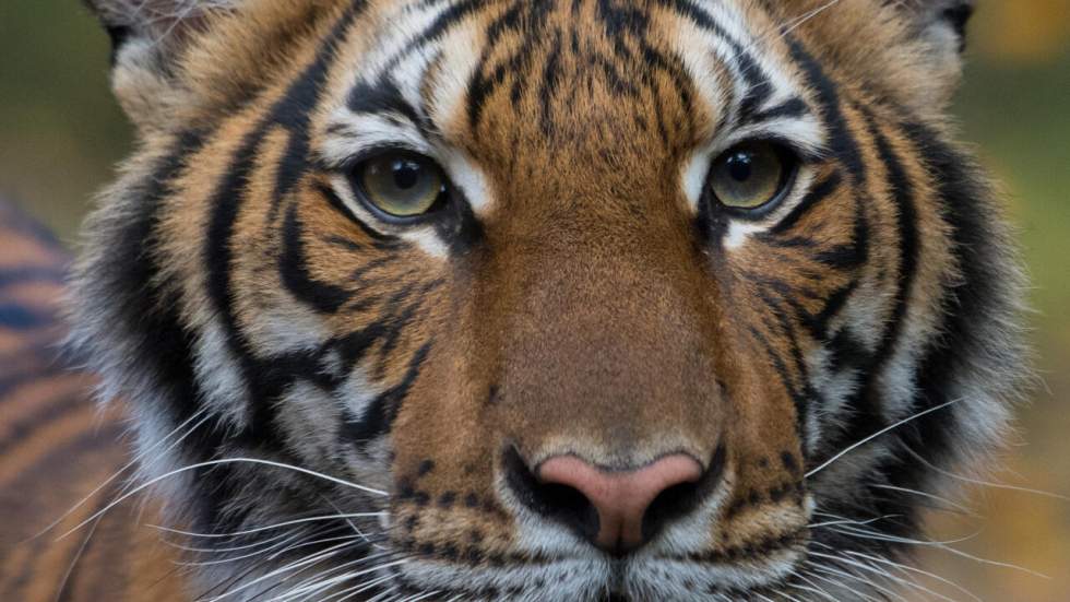 Coronavirus : à New York, le tigre d'un zoo infecté