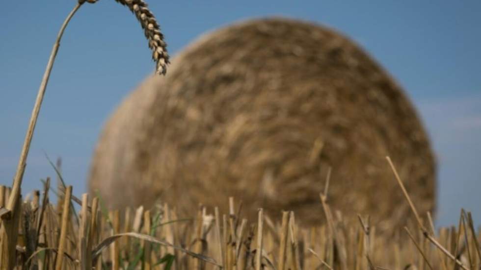 Blé, riz, maïs... Le Covid-19 accentue les tensions sur le marché des céréales