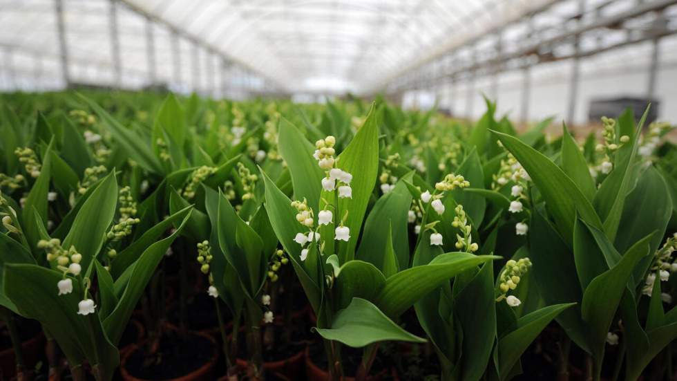 Muguet du 1er mai : les boutiques des fleuristes resteront fermées, les retraits autorisés