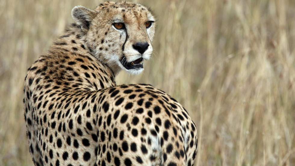 Le guépard saharien, disparu depuis plus de 10 ans, réapparaît en Algérie Le guépard saharien, disparu depuis plus de 10 ans, réapparaît en Algérie