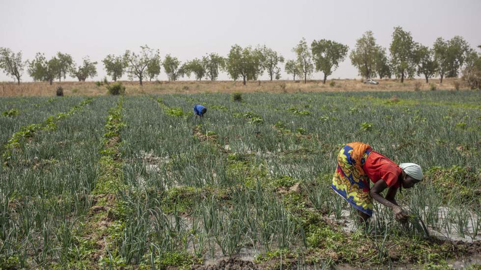 Alerte sur la sécurité alimentaire : Pablo Servigne appelle à ne pas céder au repli sur soi