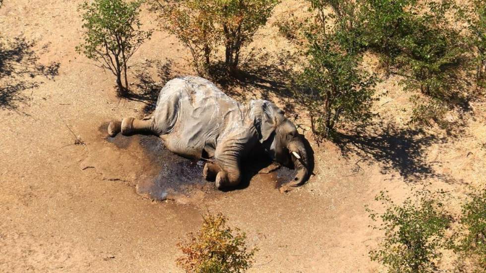 Mystère au Botswana autour de la mort d'au moins 275 éléphants