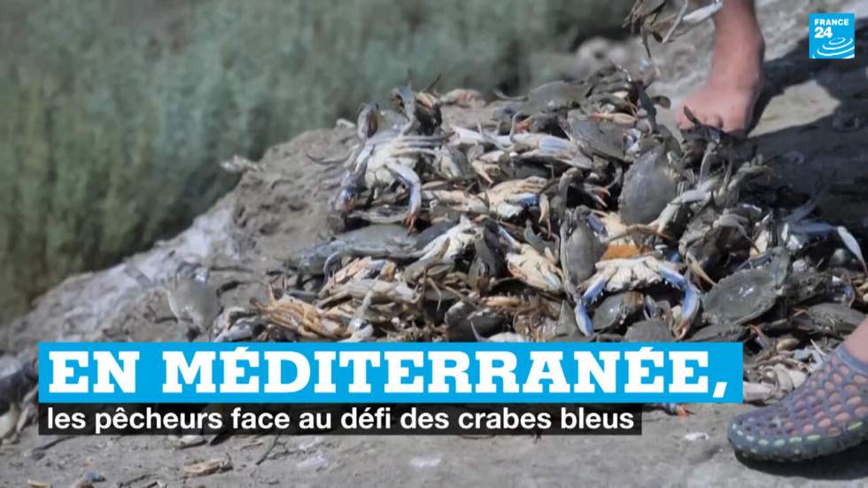 En Méditerranée, les pêcheurs face au défi des crabes bleus