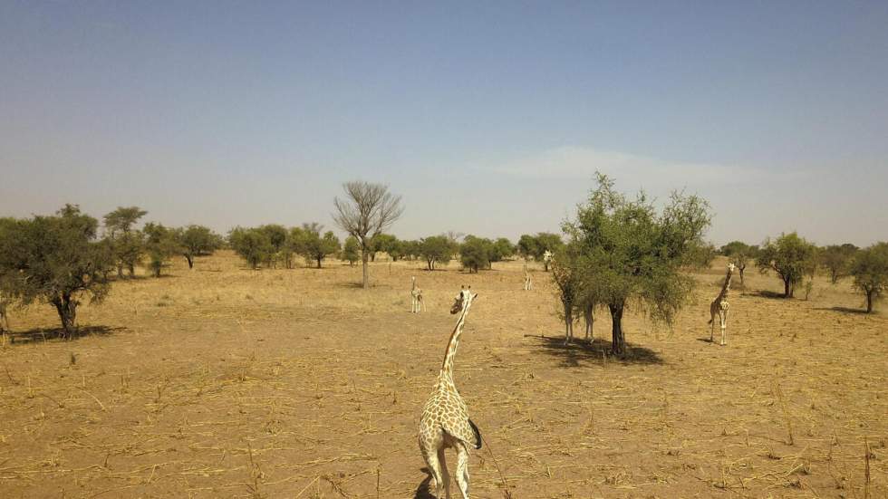 Assassinat des humanitaires français au Niger : l'état d'urgence élargi à Kouré Assassinat des humanitaires français au Niger : l'état d'urgence élargi à Kouré