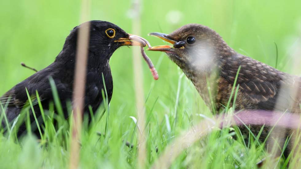 La France suspend la chasse d'oiseaux à la glu pour les grives et les merles