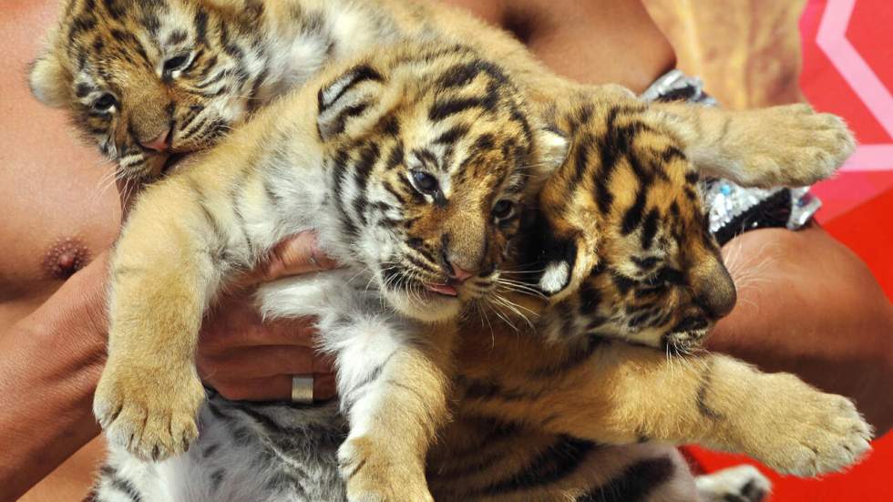 France : vers une "fin progressive" des animaux sauvages dans les cirques itinérants