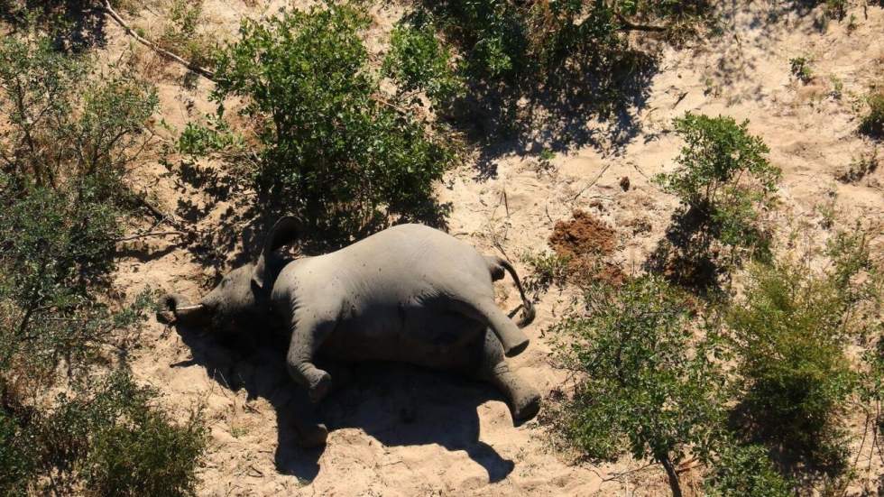 Zimbabwe : mort de douze autres éléphants, une bactérie soupçonnée