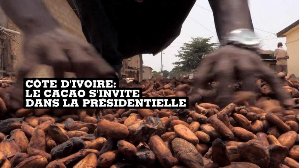 Côte d'Ivoire : les planteurs de cacao obtiennent une meilleure rémunération avant la présidentielle