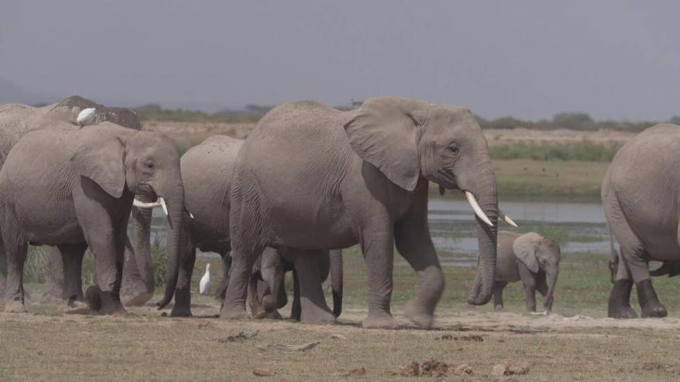 Grâce à la lutte contre le braconnage, le Kenya a doublé sa population d'éléphants