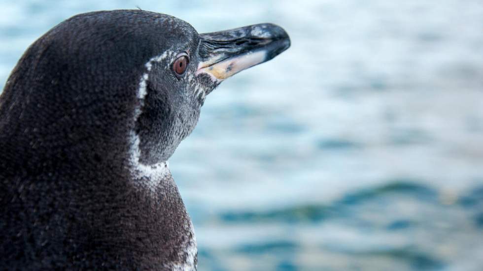 Les Galapagos enregistrent une hausse record du nombre de pingouins et de cormorans