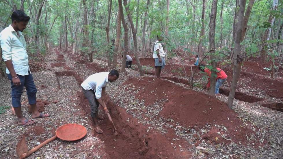 Covid-19 en Inde : privés d'emploi, les cadres de retour aux champs