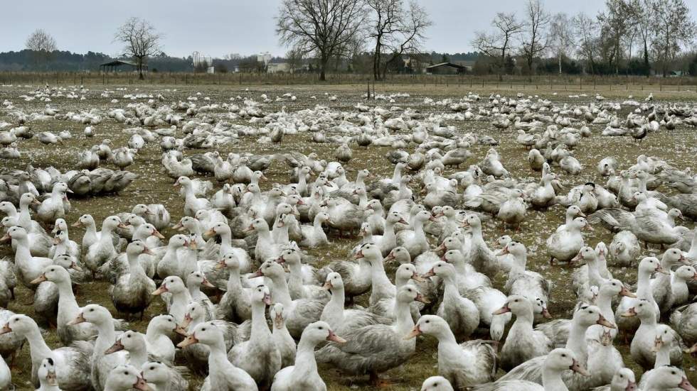 Grippe aviaire : la France impose le confinement des volailles de 46 départements Grippe aviaire : la France impose le confinement des volailles de 46 départements