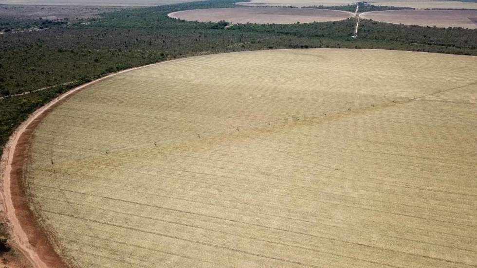 Au Brésil, l’agrobusiness dévore les savanes du "Cerrado"