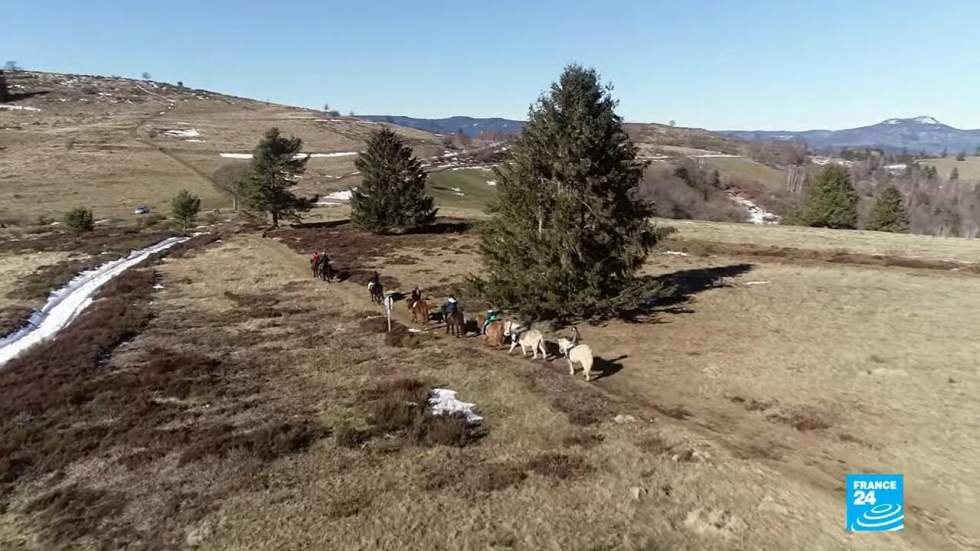 Le Champ du Feu, un espace de liberté sauvage au cœur des Vosges