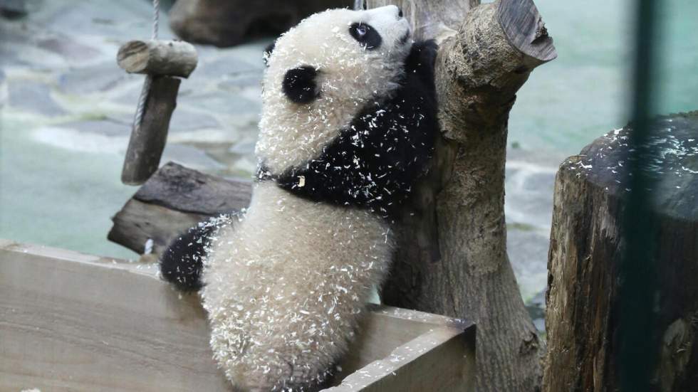 Le dernier-né des grands pandas à Taïwan s'offre sa première sortie médiatique Le dernier-né des grands pandas à Taïwan s'offre sa première sortie médiatique