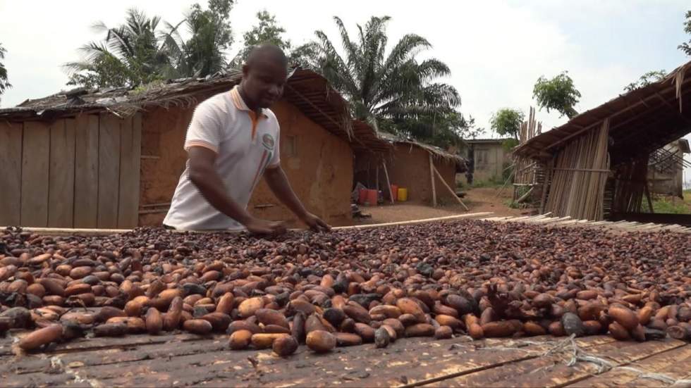 Côte d’Ivoire : les négociants ivoiriens de cacao mobilisés contre les multinationales Côte d’Ivoire : les négociants ivoiriens de cacao mobilisés contre les multinationales