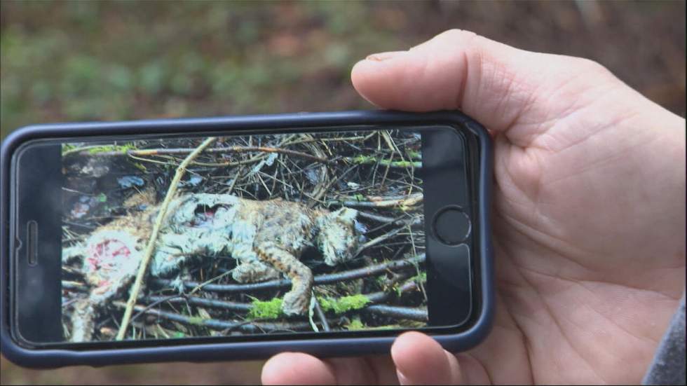 Faune sauvage en France : des primes contre les braconniers pour briser l'omerta