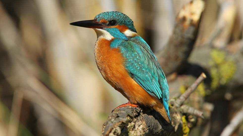 En France, près de 20 % des espèces de la faune et de la flore sont menacées