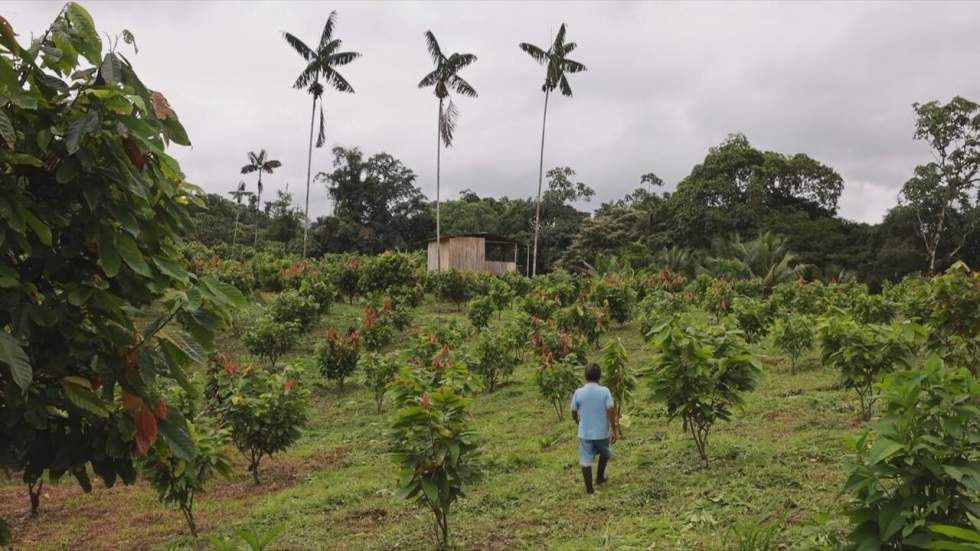 En Équateur, les enjeux de la reforestation