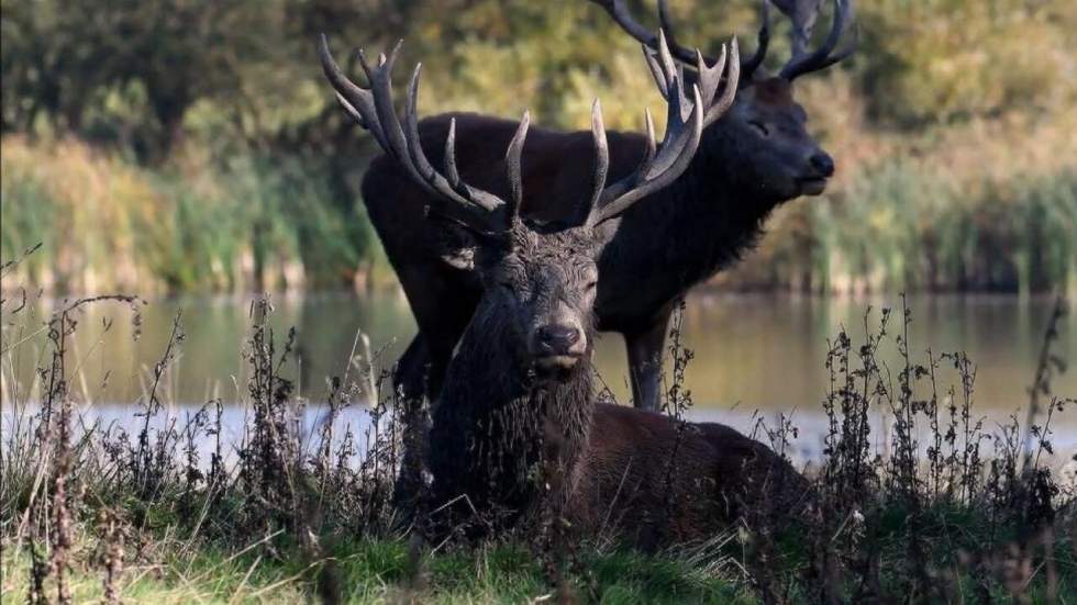 Royaume-Uni : quand la nature reprend ses droits